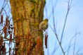 /album/ornithologie/carduelis-spinus-%e2%99%80-jpg/